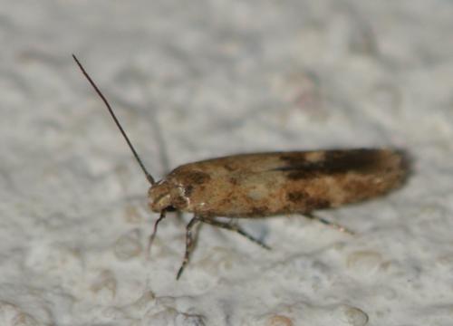 Réf. 320 442 : Mompha epilobiella